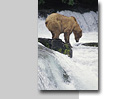 photographic tours, worksops, instruction, guided tours, alaska photography tours, alaska photo workshops, wilderness, wildlife photography, landscapes, wildflowers, bears